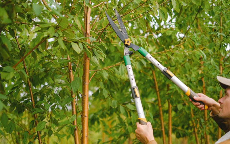 Tree trimming in Sasakwa, OK