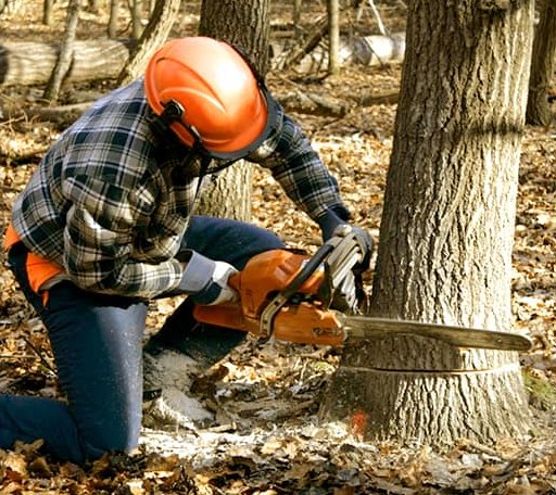 Tree Removal in Sasakwa, OK
